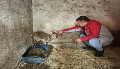 Bitkin halde bulunan yaban keçisi tedavi altına alındı