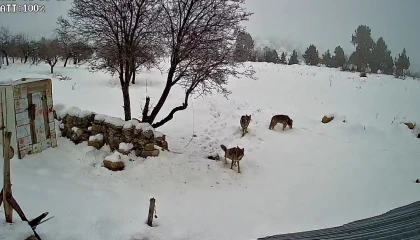 Bozyazıda kurtlar köye indi: O anlar kamerada