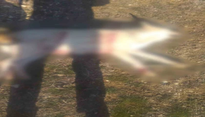 Burdurda köpeklerin silahla öldürüldüğü iddialarına valilikten açıklama