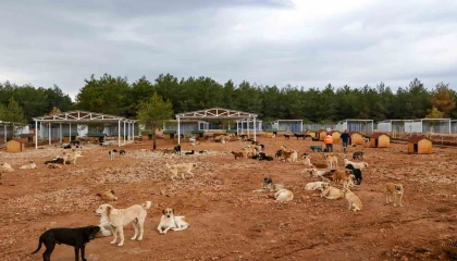 Büyükşehir sokak köpekleri için doğal yaşam alanı kapasitesini arttırdı