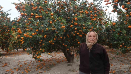 Çiftçinin dalından bedavaya vermeye razı olduğu mandalina bahçelerinde toprak turuncuya döndü