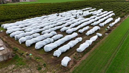 Çukurova çiftçisinden zirai don önlemi: 15 dönüm limon ağacı fileyle örtüldü