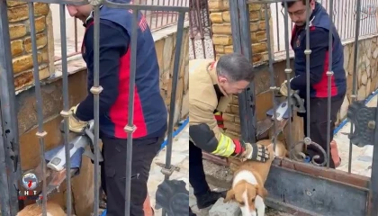 Demir korkuluklara sıkışan köpeği itfaiye kurtardı