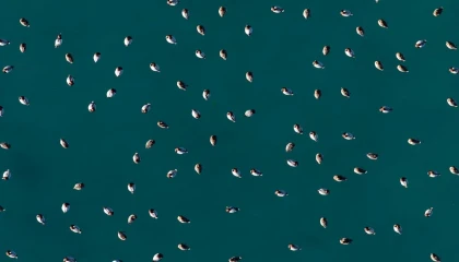 Elmabaş patka ördekleri Salda Gölünde havadan görüntülendi