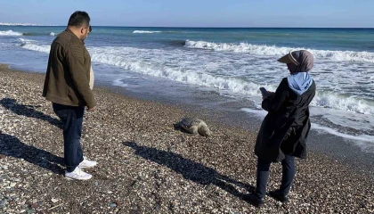 Erdemli sahilinde üzücü manzara: 2 günde 2 caretta caretta telef oldu