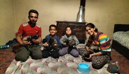 Fırtına sonrası devrilen ağaçların altında kalarak telef olan anne köpeğin yavrularına sahip çıktılar