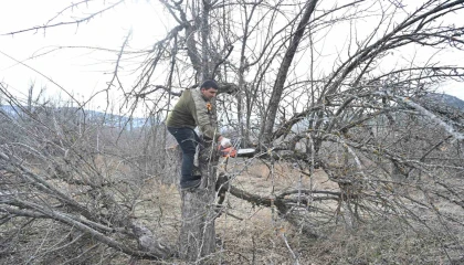 Gölcük Tabiat Parkında elma bahçeleri yeniden üretime kazandırılıyor