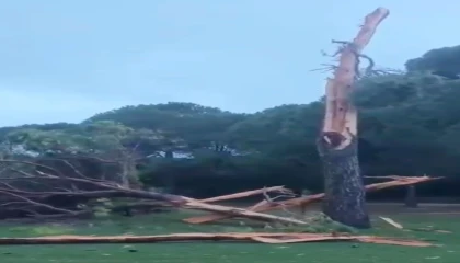 Golf sahasına düşen yıldırım ağacı parçalara ayırdı