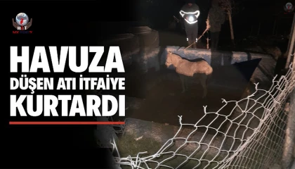 Havuza düşerek mahsur kalan atı itfaiyeciler kurtardı