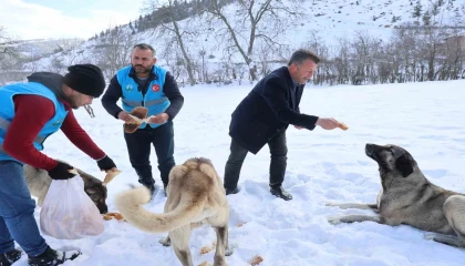 Karla kaplanan orman ve yaylalardaki canlılara şefkat eli