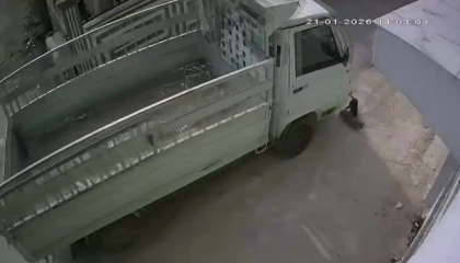 Kedi ezen sürücüye hayvan barınağında çalışma cezası