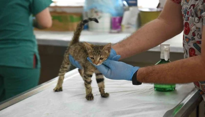 Kepezin şefkat eli 2025te binlerce can dosta uzandı