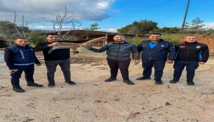 Kumlucada yaralı atmaca tedavisi sonrası doğaya bırakıldı
