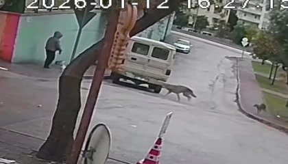 Kurt köpeklerinin saldırı anı kamerada: Küçük köpeği bulunan kadını yere düşürdüler