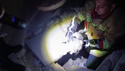 Kuyuya düşen yavru köpeği itfaiye kurtardı