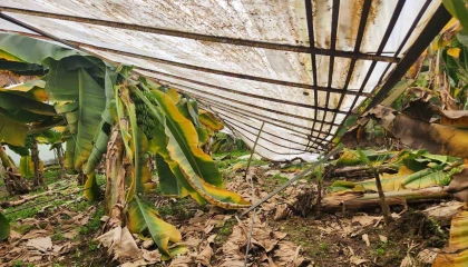 Mersinde dolu sera çökertti, bahçelere zarar verdi