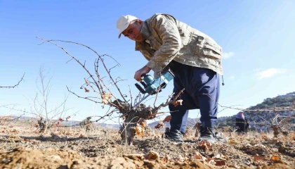 Mersinde organik tarım desteğiyle üretim doğallaşıyor