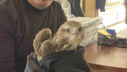 Payasta yaralı şahin bulundu