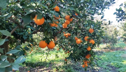 Portakal çalarken suçüstü yakalanan 5 şahıs yakalandı