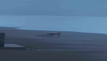 Sahilde şınav çekti, 2 metrelik dalgaları görünce koşarak kaçtı