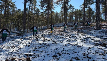 Saimbeylide orman geleceğe hazırlanıyor