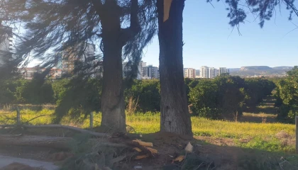 Şiddetli rüzgarda kırılan ağaç yola devrildi