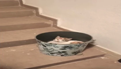 Soğuktan korunmak isteyen kedi çöp kutusuna sığındı