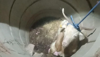 Su kuyusunda mahsur kalan keçiyi itfaiye kurtardı