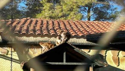 Terminalde koli içinde yakalanan yavru maymunun Fıstık gibi hayatı oldu