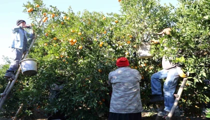 Tescilli Kozan portakalında hasat zamanı: Bahçede kilosu 10 TL