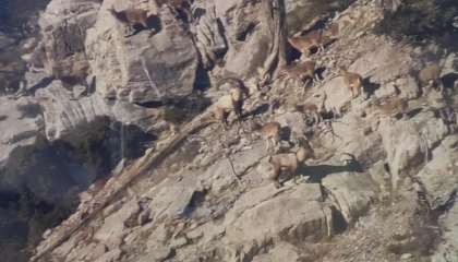 Toroslardaki yaban keçileri koruma altında