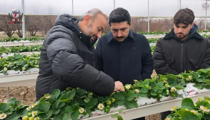 Yayladağı’nda örtü altında çilek üretimi sürüyor