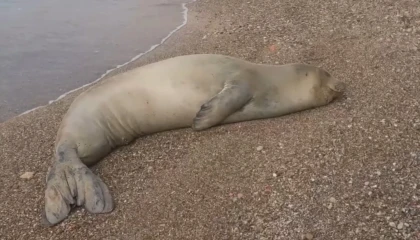 Yunanistandan kaçıp Antalyada sahilde hareketsiz bulunan Akdeniz Foku denize salındı