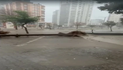 Adanada fırtına ağaçları yerinden söktü