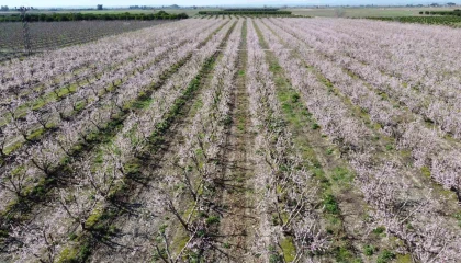 Adanada şeftali ağaçları çiçek açtı