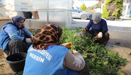 Akdeniz Belediyesi seralarda bitki üretimini arttırdı