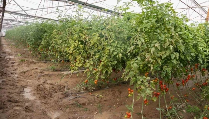 Aksuda sağanak, sel, hortum ve doludan 23 mahalle, 500 çiftçi zarar gördü