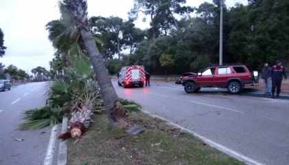 Alkollü sürücü palmiyeye çarptı: 2 yaralı