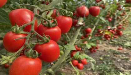 Antalya Ticaret Borsası, Ocak ayı hal endeksini açıkladı