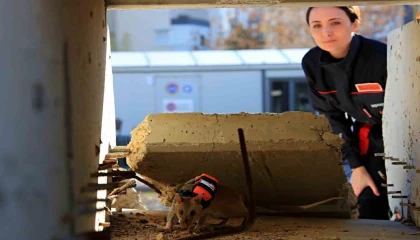 Antalyada eğitilen Afrika keseli sıçanları enkaz altındaki göz olacak