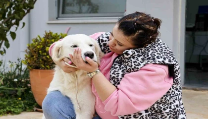 Antalyada sokak hayvanları yeni sahiplerini bekliyor