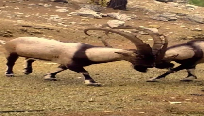 Antalyada yaban hayatı fotokapanlara yansıdı