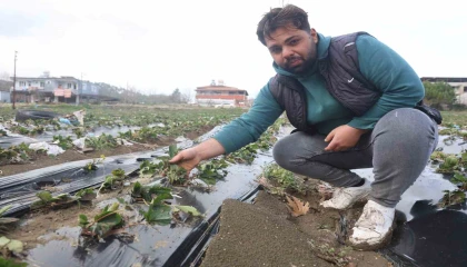 Çilek bahçesi selle birlikte su altında kaldı