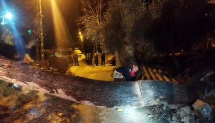 Defnede devrilen ağaç yolu kapattı
