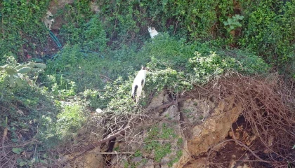 Falezlerde mahsur kaldığı sanılan kedilerin keyfi ‘ihbarla son buldu