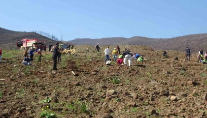 Hatayda orman yangınından zarar gören alanlarda 5 bin fidan toprakla buluşturuldu