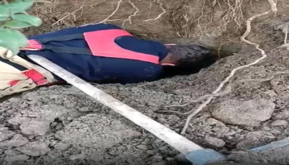 Hatayda toprağın kaymasıyla göçük altında kalan yavru köpekler kurtarıldı