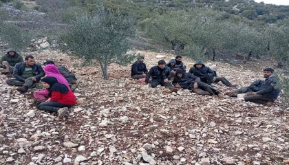 Hatayda zeytinlik alanda 30 düzensiz göçmen yakalandı