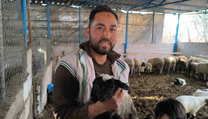 İlgi odağı olan çift başlı ve 4 gözlü kuzu 1 gün yaşayabildi