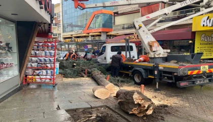 Ispartada fırtına ağacı kökünden söktü